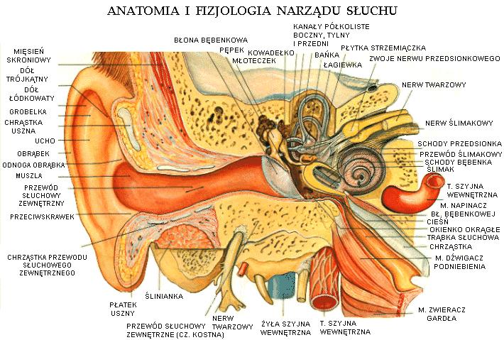 Narząd