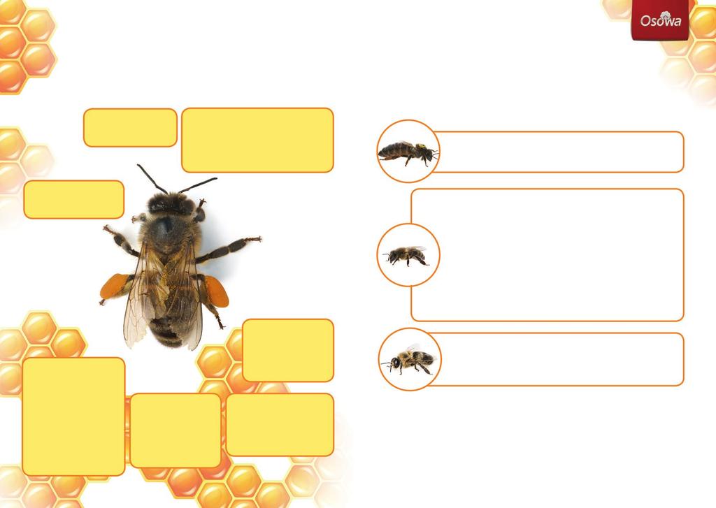 jak wygląda pszczoła Czułki pełnią funkcję narządu węchu i dotyku. Oczy składają się z tysięcy maleńkich oczek, dzięki którym pszczoła rozróżnia kolory, ale inaczej niż człowiek.