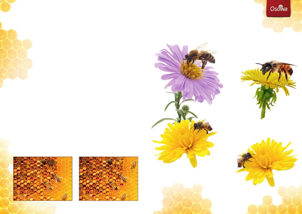 pracowity jak pszczoła Pszczoła zbieraczka: wylatuje z ula w zależności od pogody i warunków kwitnienia od kilku do nawet 50 razy dziennie czas trwania lotu to ok. 25-45 min podczas lotu wykonuje ok.