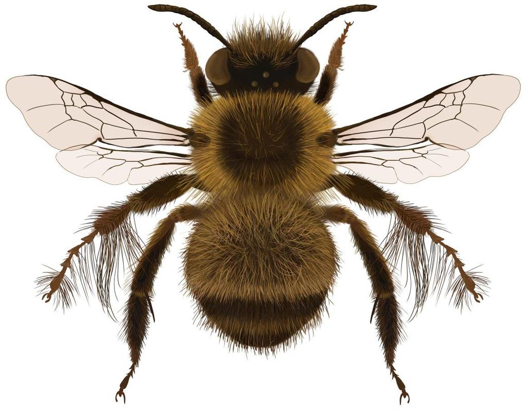 Pasożyty gniazdowe: brzęczka porobnicówka Melecta albifrons (Foerster, 1771), oraz listewnica skąpofraczka Sitaris