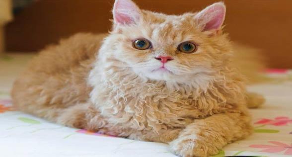 SELKIRK REX DŁUGOWŁOSY Wygląd: kot średniej wielości o budowie krępej z muskularnymi nogami, łay zaokrąglone, głowa masywna, nos krótki i szeroki, oczy duże, uszy średnie rozstawione na boki,