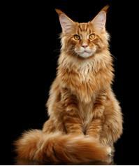 RASY PÓŁDŁUGOWŁOSE MAINE COON Wygląd: jest to bardzo duży kot, który wszystko ma duże głowę, łapy,uszy są ustawione pionowo z charakterystycznymi pędzelkami jak u rysia, oczy okrągłe w kolorze