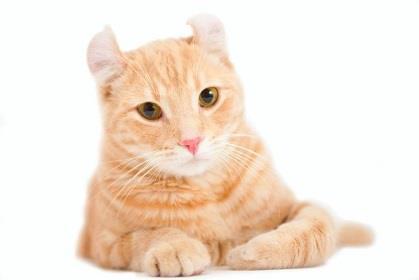 RAGDOLL Wygląd: kot o budowie masywnej i ciężkiej, muskularne łapy, puszysty ogon, głowa zaokrąglona, z dobrze widocznymi policzkami, wierzchołek głowy między uszami wyraźnie płaski, uszy średniej