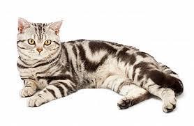 wszystkie kolory, niebieskookie to odmiana SNOW BENGAL, sierść krótka jak skóra wyraźnie widoczney wzór centkowany lub marmurkowy w kolorze brązowym BURMAŃSKI Wygląd: kot solidnej budowy, jest