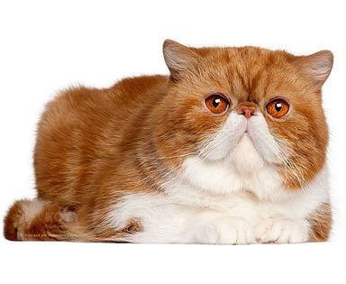 wszystkie kolory dozwolone. DEVON REX Wygląd: kot średniej wielkości, muskularny, cięższy niż sugeruje wygląd. Szeroka i jędrna klatka piersiowa, smukłe nogi, łapy delkatne, zaokrąglone.