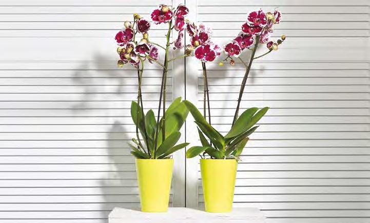LILIA Blumentopf / Pot de fleurs / Кашпо WENUS Blumentopf / Pot de fleurs / Кашпо 379 128 170 37 200 146 39 74 80 81 0 11 16 2 26 9 0 39 74 80 81 11 16 2 26 9 idealnie dopasowana do rozmiaru doniczki