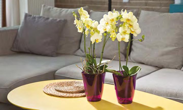 FLORA Blumentopf / Pot de fleurs / Кашпо ORCHIDEA Blumentopf / Pot de fleurs / Кашпо 378 127 x 127 x 168 376 12 140 0 39 74 80 81 11 16 2 26 9 00 11 16 19 24 2 26 idealnie dopasowana do rozmiaru