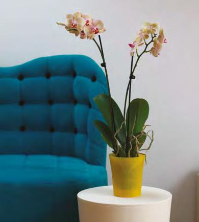 i transparentnych in solid and transparent colours idealnie dopasowana do rozmiaru doniczki produkcyjnej orchid container proof podwyższenie w dnie dla lepszego nawodnienia i lepszej cyrkulacji