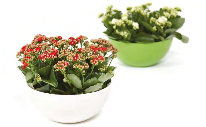 MISA RUKOLA Blumentopf / Pot de fleurs / Кашпо