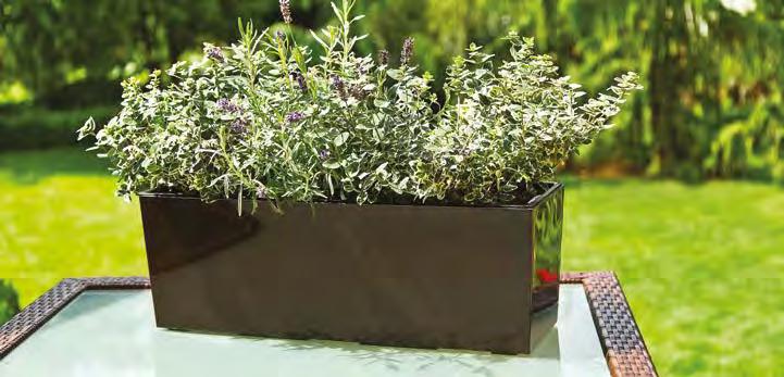 BEGONIA FLOWER BOX Blumenkasten / Balconière / Цветник BEGONIA DŁUTO FLOWER BOX Blumenkasten / Balconière / Цветник 6 190 x 60 x 19 new!