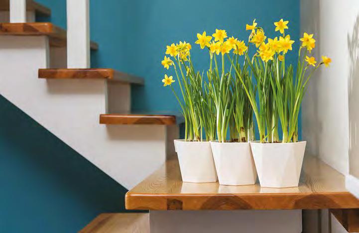 SPRING AND