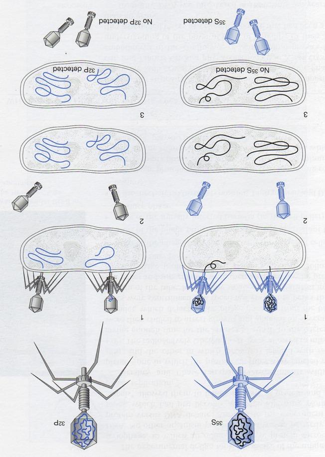 Doświadczenie Hershey a i Chase Zastosowali oni podwójne znakowanie bakteriofagów: - 32 P specyficznie znakujący DNA - 35 S specyficznie znakujący