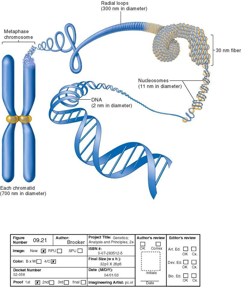 Struktura chromatyny - organizacja przestrzenna DNA w