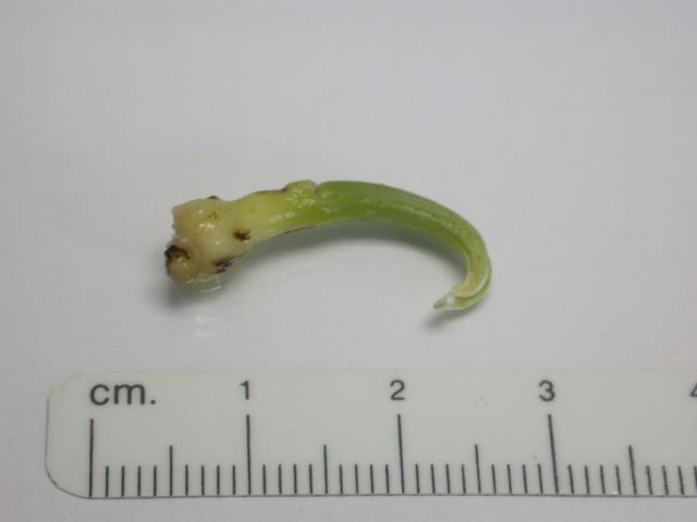 Fot. 9.3.