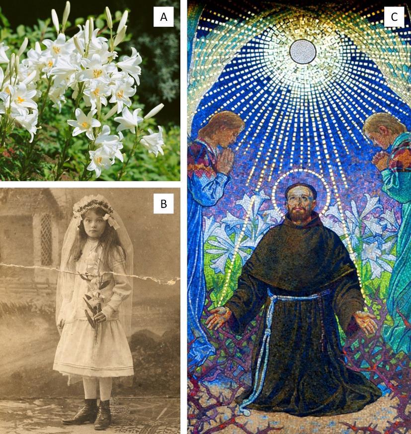 Fot. 11.1. Znaczenie kulturowe lilii białej (Lilium candidum L.