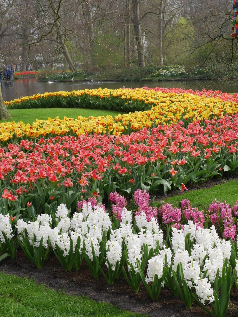 Keukenhof w Holandii - najbardziej