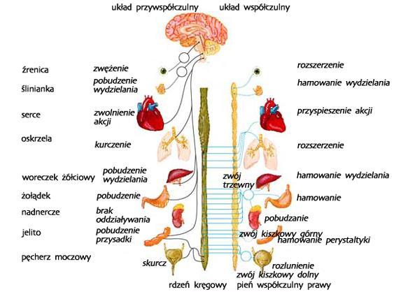 Autonomiczny układ nerwowy M.