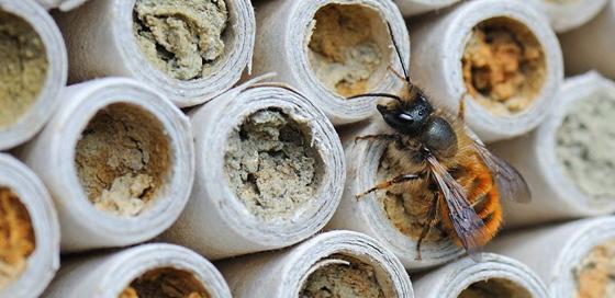 Murarka ogrodowa (Osmia bicornis) Po prawej zasiedlanie hotelu dla owadów przez murarkę ogrodową.