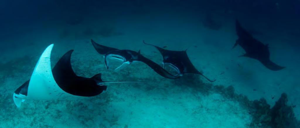 Archipelag Raja Ampat 4 Krli: Misool, Salawati, Batanta i Waigeo oraz ponad 1500 innych wysepek. Tutejsze rafy zostały odkryte dla nurków zaledwie około 20 lat temu. Eksplorowane są jeszcze krócej.