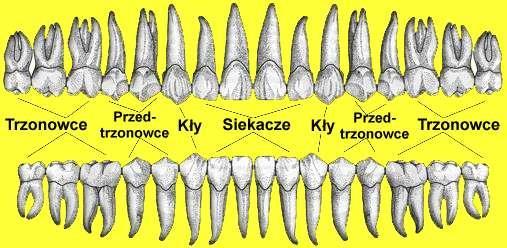 Zęby stałe Czas wyrzynania się zębów stałych (lata) zęby żuchwa szczęka siekacze środkowe 5 7 6 8 siekacze boczne 6 8,5 6,5 9 kły 9 11 9 13 przedtrzonowe pierwsze 8 12 7,5 10 zawiązki powstają między