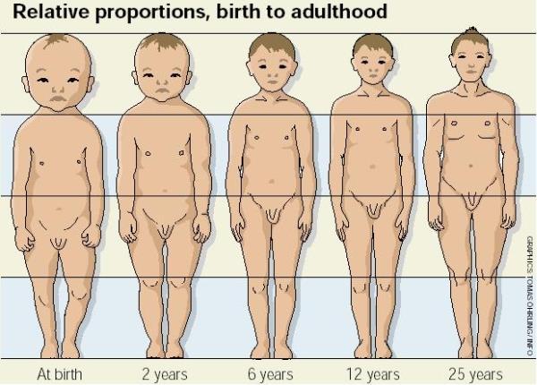 Proporcje ciała noworodek: głowa 1/4 długości ciała długi tułów