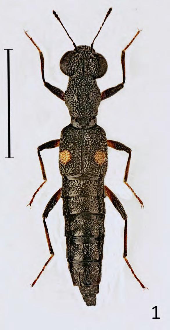 112 D. TWARDY matowe, a na przedpleczu brakuje bruzdy środkowej.