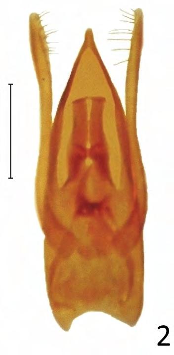 Stenus maculiger WEISE, 1875: samica (skala = 2 mm) Fig. 1. Stenus maculiger WEISE, 1875: female (scale bar = 2 mm) Ryc.