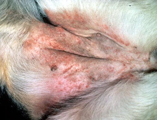 Ropne zapalenie skóry Pyoderma najczęściej występująca u psów, rzadko u kotów to powierzchowne