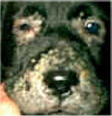 (Puppy