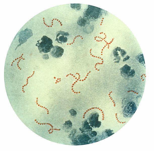 Klasyczny podział na grupy serologiczne wg Rebeki Lancefield (1933) Podział ten uwzględnia różnice węglowodanów (immunologicznie czynny wielocukier