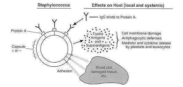 Patogeneza Catalase Coagulase Hyaluronidase and Lipase Hemolysin or sphingomyelinase C Leukocidin Exfoliative