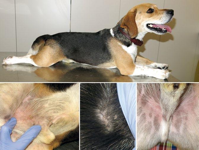 3.2. Powierzchowne uogólnione infekcje bakteryjne KIBOU: Beagle, kastrat, 4,5 roku Obraz kliniczny: Pacjent z atopowym zapaleniem skóry oraz łagodną i powierzchowną uogólnioną infekcją bakteryjną