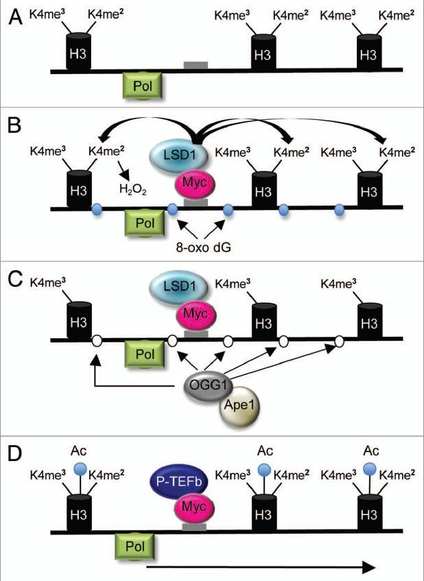 ow may 8-oxodG presence in DA regulate transcriptional activation? some mechanistical aspects Amente S. et al.