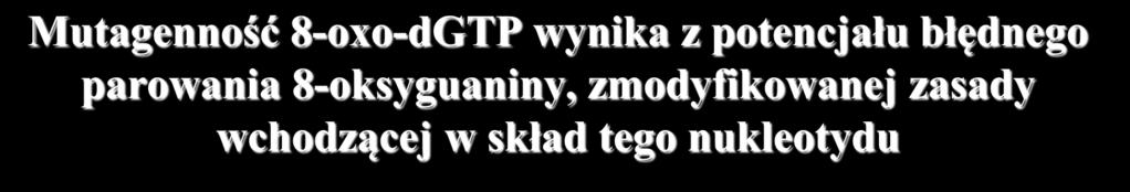 Mutagenność 8-oxo-dGTP wynika z potencjału