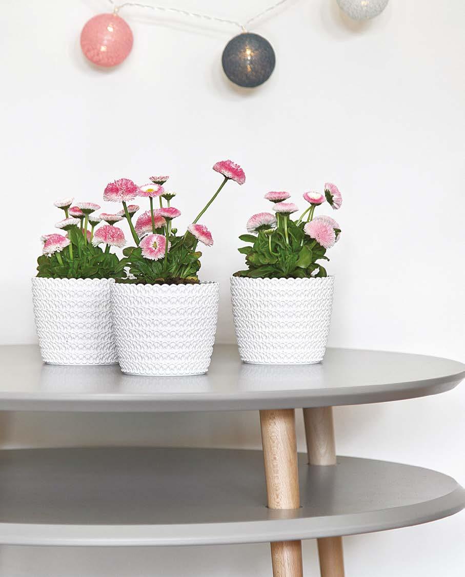 MAGNOLIA JERSEY Donica / Flower pot / Blumentopf / Pot de fleurs / Кашпо 730 110 90 10 731 140 120 10 732 160 140 10 733 190 160 734 220 18 73 260 220 736 300 260 new!
