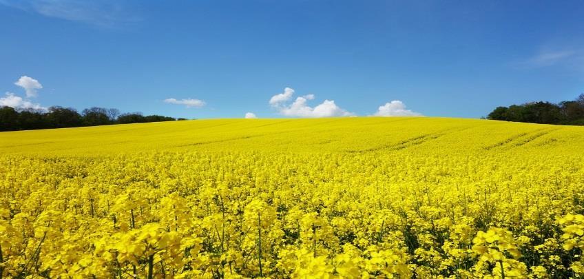 Struktura zasiewów i zbiorów 2017 Rzepak i Rzepik - według GUS 2016 Powierzchnia hektarów 826 946 ha Plony z jednego