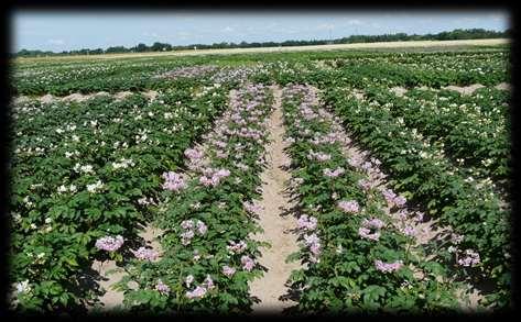 Integrowana Ochrona Roślin Metody biologiczne (hodowlane) dobór odmian