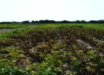 Zaraza ziemniaka (Phytophthora infestans) Źródła choroby resztki porażonych roślin pozostawione na polu rośliny wyrastające z chorych bulw