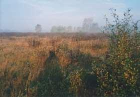 1. Gleby glejowe typowe (GWt)