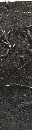 GLEBY ORGANICZNE (O) Typ.1. Gleby torfowe fibrowe (OTi) Podtyp.1.1. Gleby torfowe fibrowe typowe (OTit) Podtyp.1.2. Gleby torfowe hemowo-fibrowe (OTie) Podtyp.1.3.