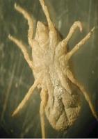 erraticus (Europa,