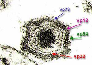 ARthropod-BOrne virus) * ASFAR African Swine Fever And Related viruses I W