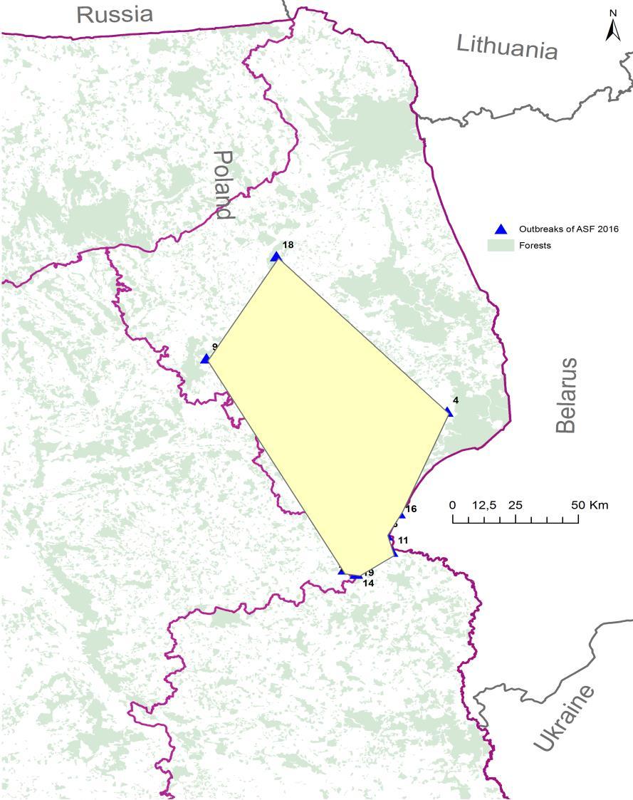 Faza II Rozpoczęła się w populacji świń 27.06.2016 i trwała do 30.09.2016 (około 3 miesiące). W tym czasie zarejestrowano 20 ognisk choroby. 5 ok.