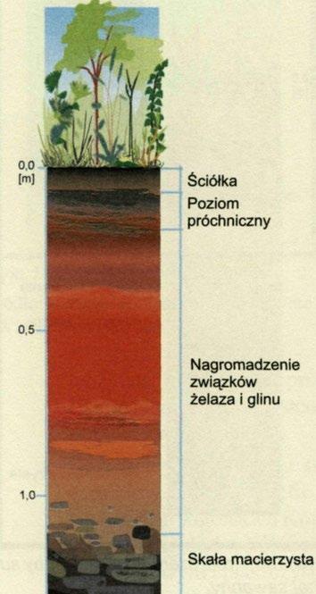 uwodnione leżą na terenach niżej położonych (czerwonoziemy mniej leżą na wzniesieniach), zawartość: 2-6%, grubość: 5-30 cm, odczyn: kwaśny lub silnie kwaśny, wilgotne lasy subtropikalne