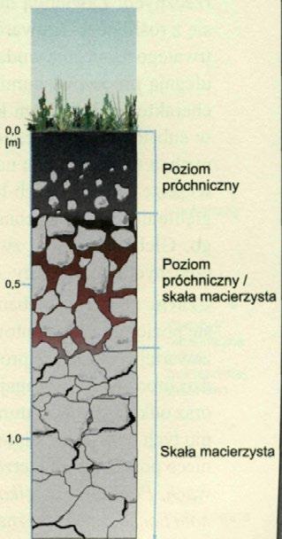 zasadowy, różna, wapienie, dolomity, gipsy, margle i kreda Występowanie (0,75% powierzchni Polski; na podłożu skał