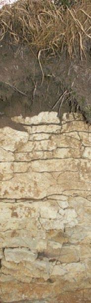profil glebowy zwykle jest dość płytki: skała macierzysta na głębokości 30-60cm, dobrze wykształcony poziom