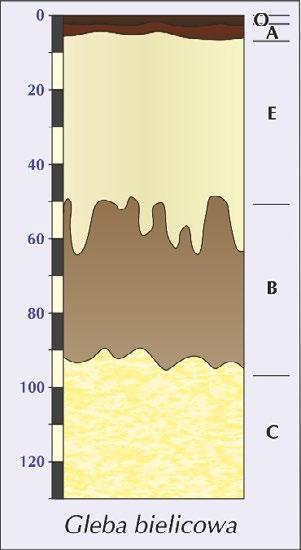 mała zasobność w składniki mineralne, w profilu dobrze widoczne poziomy wymywania (jasna barwa) i wmywania (o barwie brunatnej koncentracja związków glinu, żelaza i