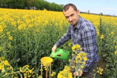 przy temperaturze powyżej 21 C, w godzinach 9 00-13 00, na początku, w pełni i przy końcu kwitnienia plantacji.