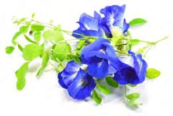 MARCHEW BANAN MORELA BUTTERFLY PEA FLOWER 38 39 Marchew jest bogatym źródłem karotenoidów, w tym beta-karotenu, który zapewnia