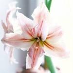 Amarylis najpiękniejszy kwiat doniczkowy Amarylis to bardzo efektowna roślina